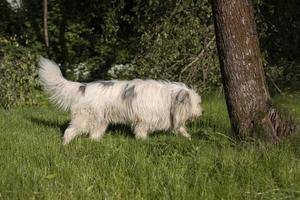 Dog walking in park. Long white coat. Green grass and pet. photo