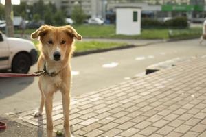 Dog is tied on leash. Pet is waiting for owner on street. photo