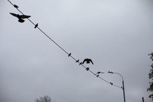Pigeons sit on wire. Silhouettes of birds on electric wire. Details of life of urban birds. photo