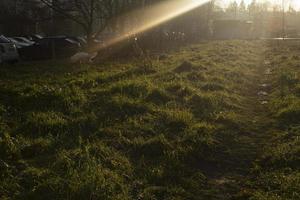 Green grass in sunlight. Path in field. Plants at sunset. photo