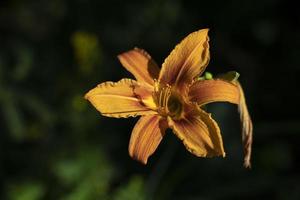 Yellow flower. Flower in garden. Plant in summer. photo