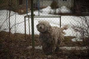 Shaggy dog behind the fence. A lot of hair in a dog. photo