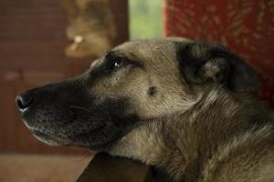 perro sin hogar. descansos para mascotas. el animal yace en la basura. foto