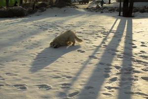 Dog on walk in winter. White pet hair. Snow and dog. Walking animal. photo