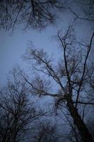 árbol en la noche. árbol sin hojas. silueta de planta. foto