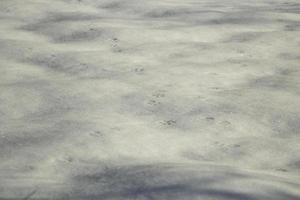Snowy texture. Details of winter. Snowy field. photo