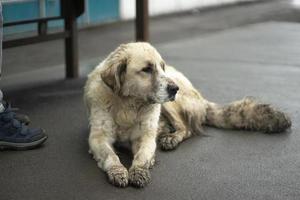 Stray dog lies at bus stop. Pet lost in city. photo