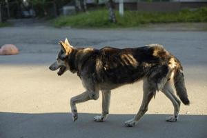 Stray dog on street. Abandoned pet. Dog in city. photo