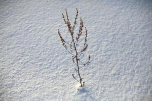 Plant in snow. Nature in winter. Simple background of cold season. Bush grows from under snow. photo