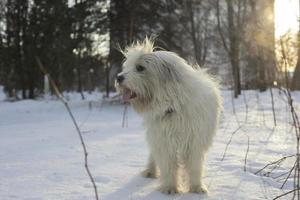 Dog in winter in park. Walking with pet in snow. White coat of dog. photo