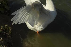 alas de ganso ganso en el pueblo en el estanque. plumas de aves acuáticas blancas. foto