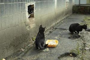 los gatitos callejeros comen comida. muchos gatos cerca de la casa. foto