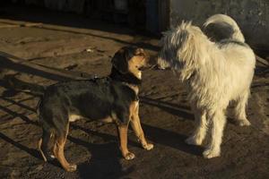 Dogs meet on street. Pets sniff each other. Animals of different breeds. photo