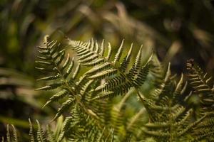 helecho en verano. planta verde en el bosque. textura de helecho. tallos y hojas. foto