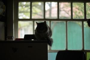 Cat on background of window. Animal is at home. Pet sits on refrigerator. photo