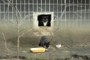 los gatos callejeros son negros. gatos en el patio. foto