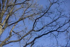 Branches without leaves. Tree against blue sky. Shoot branches from bottom up. photo