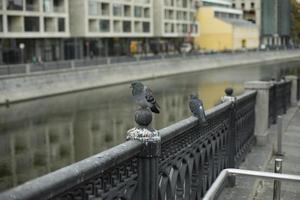 Pigeon sits on fence. Fence by river. Recopy canal in city. Cast iron barrier. photo