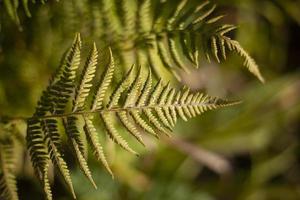 Fern in summer. Green plant in forest. Fern texture. Stems and leaves. photo