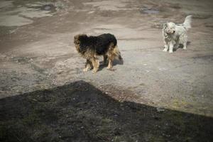 Two dogs on street. Homeless pet. Animals in city. photo