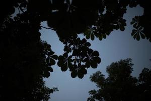 Silhouette of chestnut leaves. Plant in evening. Details of nature. photo