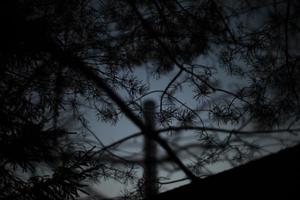 Dark background forest. Plants in dark. Tangle branches. View through bushes. photo