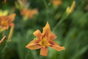 Nature in summer. Plants in park. Natural beauty. photo