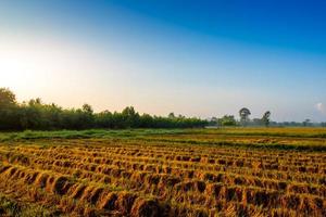 Golden color rice plant in rice fields after harvest photo