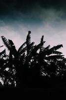 Palms trees with stormy weather background photo