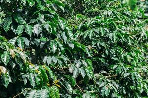 Coffee plantation in Minas Gerais, Brazil photo