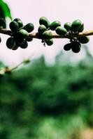 plantación de café en minas gerais, brasil foto