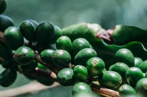 Coffee plantation in Minas Gerais, Brazil photo