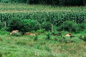 Nelore Bovine Animal at Farm in Minas Gerais Brazil photo