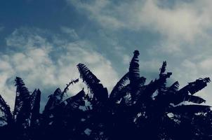 Palms trees with stormy weather background photo