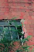 Dalmation dog hanging outside window photo