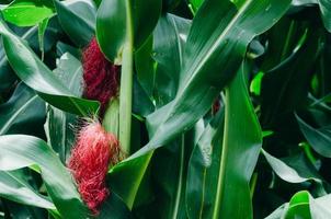 Purple corn cobs on a field in Minas Gerais, Brazil photo