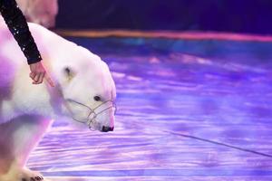 The polar bear performs in the circus. Circus bear. photo