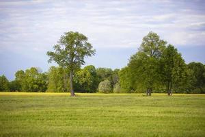 Natural background. Several trees grow on a green field against a blue sky. Calm landscape of the middle lane. photo