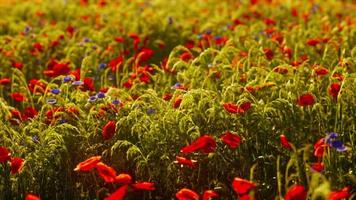 Multicolored flowering summer meadow with red pink poppy flowers photo