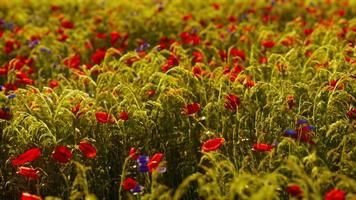 jardín de flores silvestres con amapolas con luz solar matutina foto