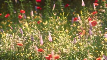 Multicolored flowering summer meadow with red pink poppy flowers photo
