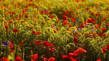 mezcla de flores silvestres con amapolas foto