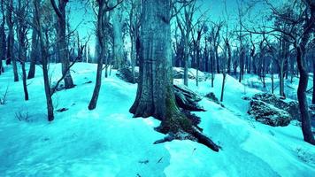 Pine trees covered with snow on frosty evening photo