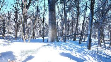 Forest in winter time at sunset photo