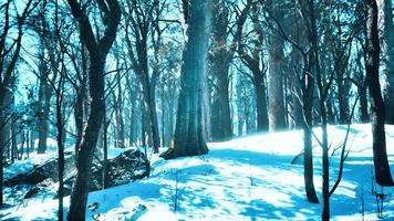 Warm winter sunset shining through a forest with tall pine trees photo