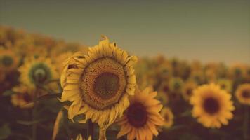 espléndida escena de girasoles amarillos vivos en la noche foto