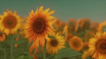 espléndida escena de girasoles amarillos vivos en la noche foto