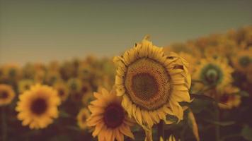 Field with yellow sunflowers at sunset in summer. photo