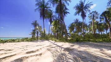 tropical beach with coconut palm tree photo