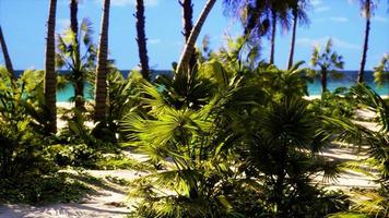 paraíso tropical con arena blanca y palmeras foto